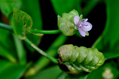 唐菖蒲——銀達(dá)園林工具/五金沖壓件